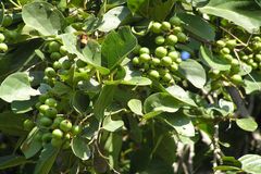 Cordia dichotoma